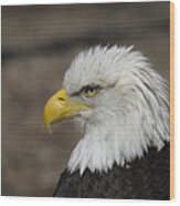 Bald Eagle Wood Print