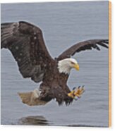 Bald Eagle Diving For Fish In Falling Snow Wood Print