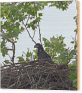 Bald Eagle Eaglet Wood Print