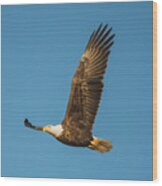 Bald Eagle Fly-by Wood Print