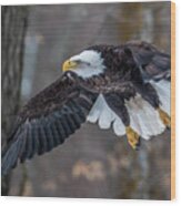 Bald Eagle Flying Thru The Forest Wood Print