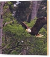 Bald Eagle In Flight - 7 Wood Print
