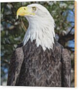 Bald Eagle In Tree Wood Print