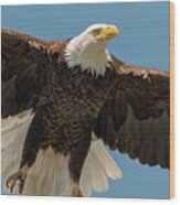 Bald Eagle Lift Off Wood Print