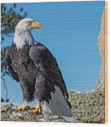 Bald Eagle On Moss Rock Wood Print