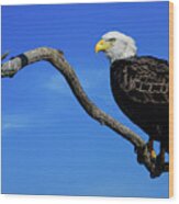 Bald Eagle Perched Wood Print