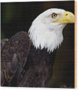 Bald Eagle - Signature Series Wood Print