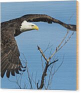 Bald Eagle Swoosh Wood Print