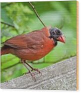 Bald Northern Cardinal Wood Print