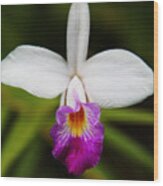 Bamboo Orchid Wood Print