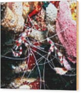 Banded Coral Shrimp - Caught In The Act Wood Print