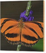 Banded Orange Butterfly Wood Print