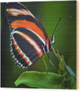 Banded Orange Longwing Butterfly Wood Print