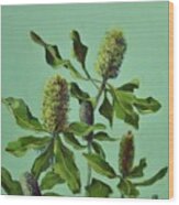 Banksias Australian Flora Painting Wood Print
