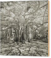 Banyan Strangler Fig Tree Wood Print