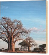 Baobab Evening Wood Print