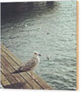 Young Seagull Wood Print