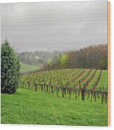 Bare Vineyard Wood Print