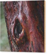 Bark Wood Print