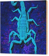 Bark Scorpion By Blacklight Wood Print