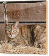 Barn Cat Wood Print