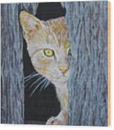 Barn Cat Wood Print