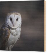 Barn Owl Wood Print