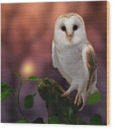 Barn Owl At Sunset Wood Print
