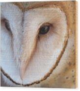 Barn Owl Wood Print