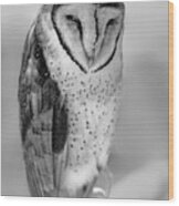Barn Owl Ii Wood Print