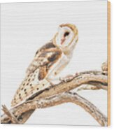 Barn Owl In The Desert Wood Print