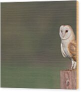 Barn Owl On Post Wood Print