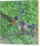 Barn Swallow Feeding Wood Print