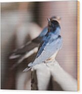 Barn Swallows Wood Print