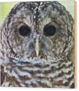 Barred Owl Closeup Wood Print