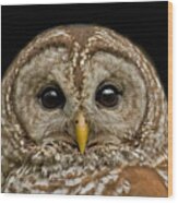 Barred Owl Fledgling Wood Print