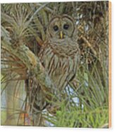 Barred Owl In The Everglades Wood Print