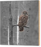 Barred Owl In Winter Woods #1 Wood Print