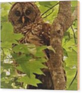 Barred Owl Wood Print