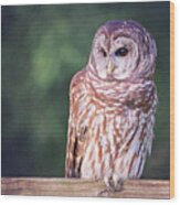 Barred Owl On Fence Wood Print