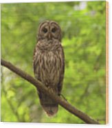 Barred Owl Standing Out In The Green Wood Print