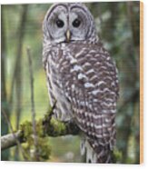 Barred Owl Strix Varia Closeup Wood Print