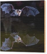 Bat Flying Over Pond Wood Print
