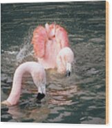 Bath Time For The Flamingos Wood Print