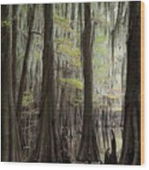 Bayou Trees Wood Print