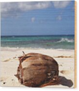 Beach Coconut In Anguilla On Shoal Beach In Shoal Bay Wood Print
