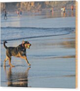 Beach Dog Playing Fetch Wood Print