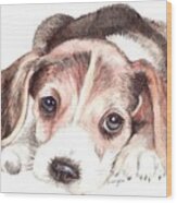 Beagle Puppy Wood Print