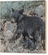 Bear Cub Walking Wood Print