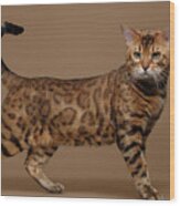 Beautiful Bengal Cat Stands On Brown Background Wood Print